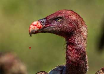 Political Vultures Dalits