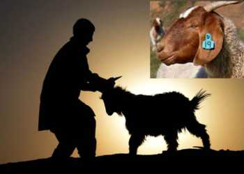 bakrid animal sacrifice muslims