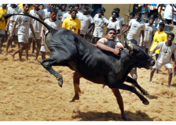 Jallikattu Ban