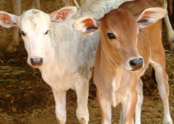 Cow Slaughter