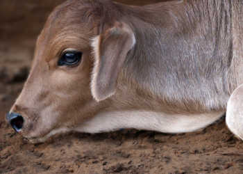 You are being taken in by the media reports about beef ban, The government report presents an entirely different story