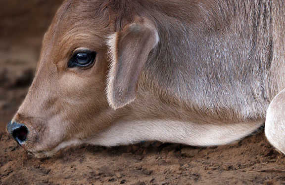 You are being taken in by the media reports about beef ban, The government report presents an entirely different story