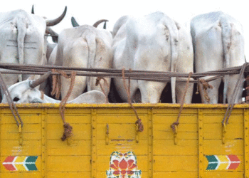 cattle smuggling bangladesh bsf west bengal, cattle smuggler, sadhus, cow smuggler