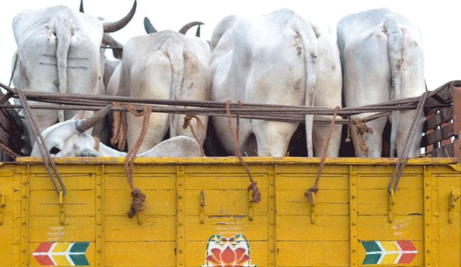 The Other Side Of Cow Vigilantism, Violent Cattle Smugglers