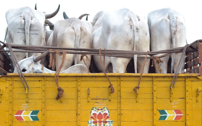 cattle smuggling bangladesh bsf west bengal, cattle smuggler, sadhus, cow smuggler