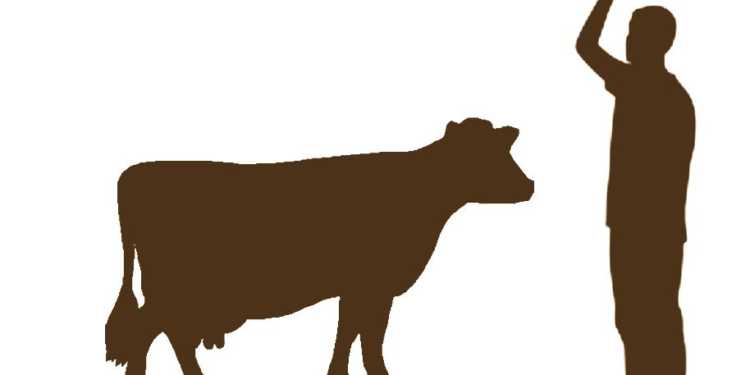 cow smugglers gau rakshaks