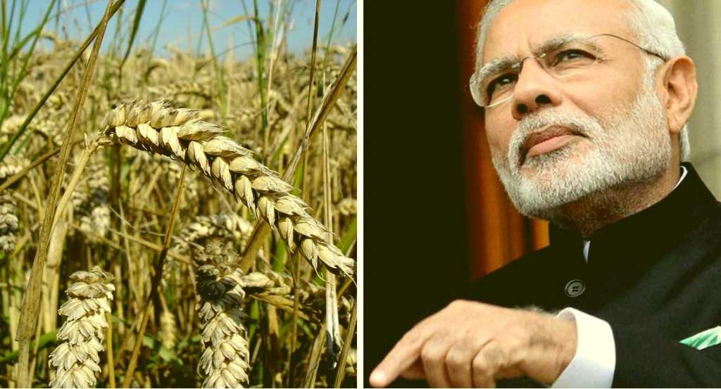 Pakistan Afghanistan Wheat