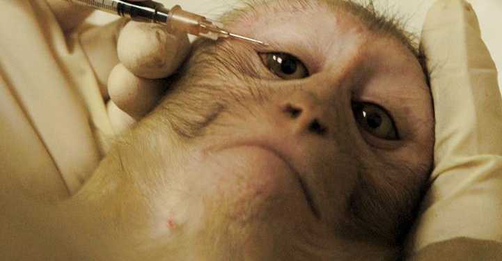 Testing Animals