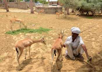 Salman Khan, Blackbuck case