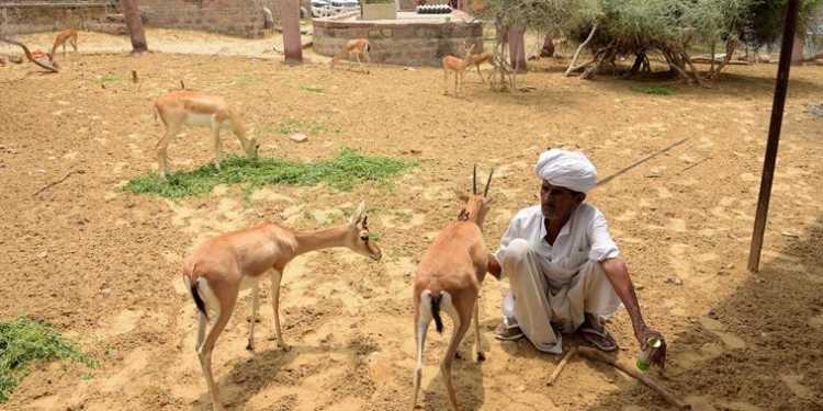 Salman Khan, Blackbuck case