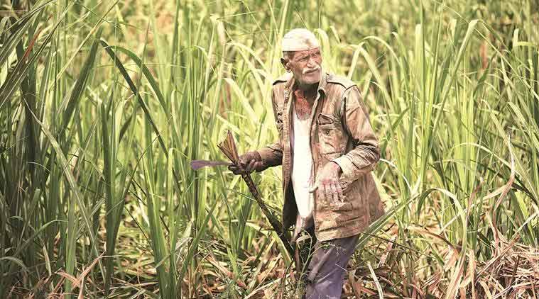 sugar mills, bailout package sugarcane farmers government