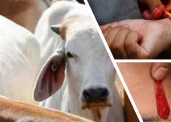 cow, smugglers