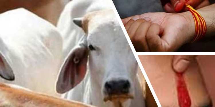 cow, smugglers