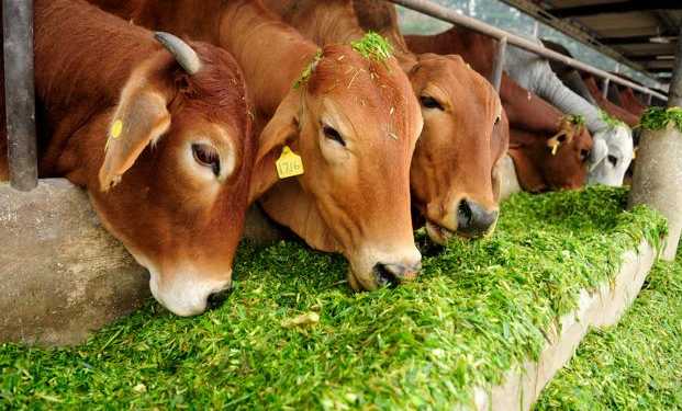 cow shelters, prison court