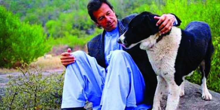 Imran Khan, buffaloes