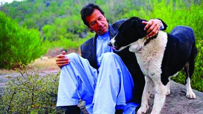 Imran Khan, buffaloes