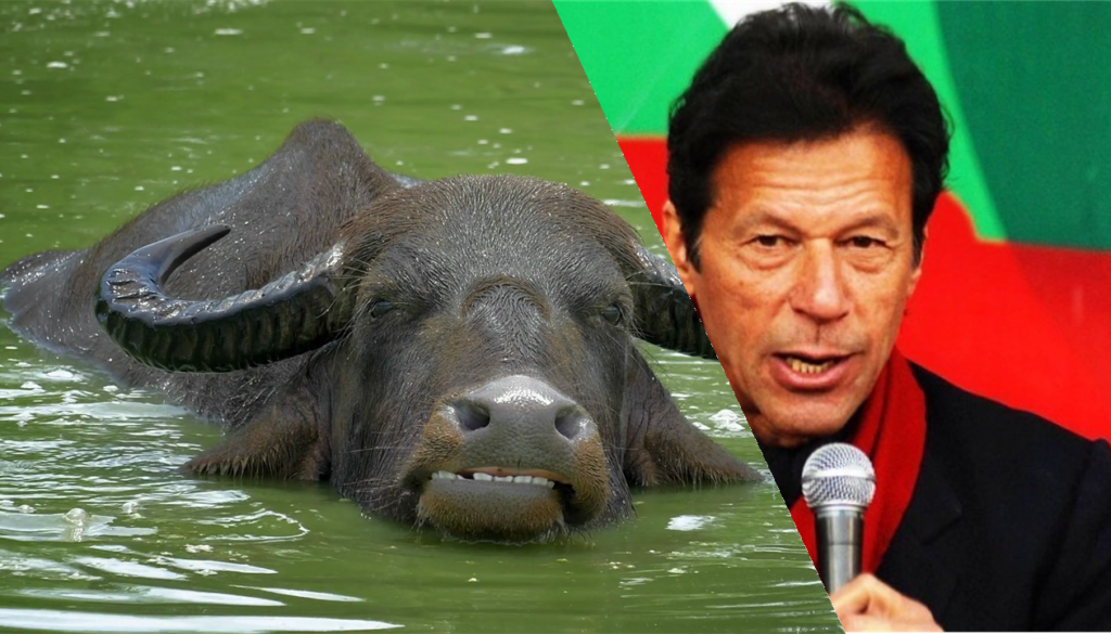 Imran khan Buffalo