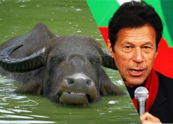 Imran khan Buffalo