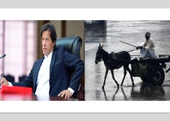 Donkeys, Pakistan, China