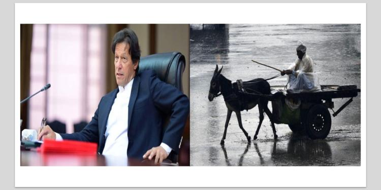 Donkeys, Pakistan, China