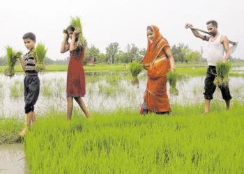 Agriculture, Manifesto