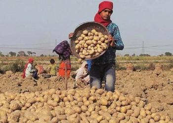 PepsiCo, Gujarat