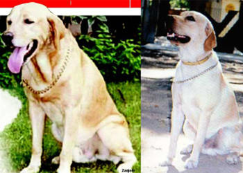 Zanjeer, Mumbai, BDDS