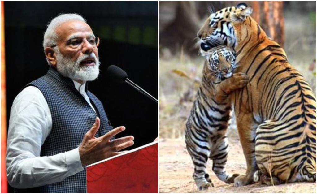 tigers, pm modi