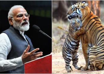 tigers, pm modi