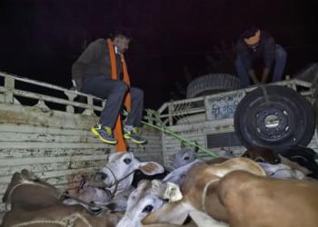 cow smugglers, cattle transporters, media