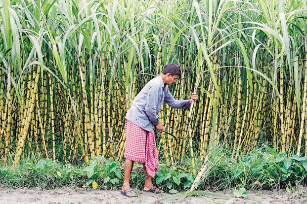Sugarcane farmers, ethanol