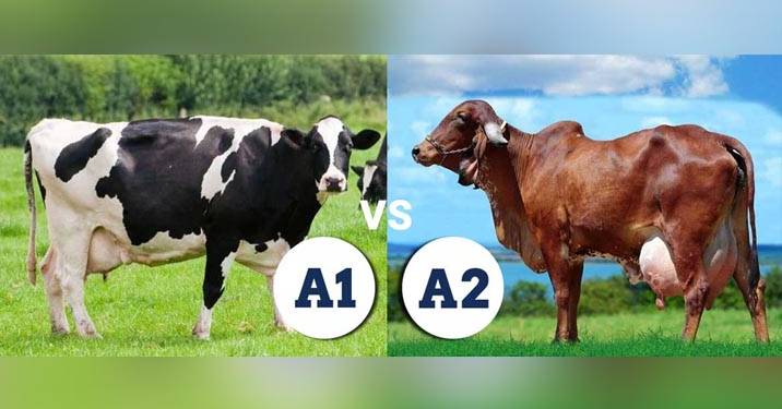 A1 vs A2, milk, A1 milk, A2 milk, A1, A2,golden milk,BEST MILK,Good quality milk,a2 desi milk,best milk in city, farm milk,easily digestable milk,,natural milk,milk good for babies,Milk similar to mother milk,,milk which contain higher beneficial antioxidants,pure desi raw milk,desi pure ghee,pure milk in our city, best milk in our hyderabad city,A2 milk in hyderabad,healthy milk,pure farm fresh milk,India’s favourite health food, spoonful of ghee,ghee reduces the glycaemic index,finest breed of Desi Gir Cow's milk,best buttermilk in hyderabad,pure desi a2 buttermilk,best yogurt in hyderabad, a2 yogurt, pure yogurt, farm fresh a2 milk yogurt,ghee that is use for weight loss, ghee which has medicinal and ayurvedic properties, pure and farm fresh vedic ghee,farm fresh a2 milk, a2 milk for lactose intolerant people,which milk is easily digestable,pure milk,good milk for lactose intolerant people,A2 milk in hyderabad,pure a2 milk for kids, pure A2 milk near me, A2 milk, A2 MILK DAIRY FARMS,A2 milk in india, A2 milk  where to buy, Bos indicus, BOS INDICUS SPECIES, DESI COW, DESI COW A2 MILK, DESI COW A2 MILK IN INDIA, DESI COW MILK NEAR ME, DESI COW MILK ONLINE, DESI COW MILK PRODUCTS, FREE GRAZING, HF COW MILK, NANDI ORGANIC SITE, NANDI ORGANIC STORE, RAW DESI COW MILK, TDM, TEAM DESI MILK,TRUELY FOOD IS MEDICINE, Buy A2 ghee online,buy pure ghee for kids,best ghee for pregnant ladies,Good quality a2 milk,best a2 milk at online,number one a2 milk in hyderabad,bilano method ghee in hyderabad,best quality ghee in hyderabad,best milk for children,best A2 ghee in hyderabad for kids,food that increase immunity,best milk which have high nutritional values, A2 ghee, pure desi milk, where can i buy pure desi milk, shuddha desi milk, shuddha desi milk in hyderabad, want pure ghee for kids, desi gay ka dhoodh, aavu palu, best a2 milk 2019,pure bilano method ghee,unprocessed milk,vedic ghee in hyderabad,want to buy A2 milk online,best quality milk online,super good food for kids,best milk for diabetes,best milk for heart patients,best milk for adults,how to reduce bad cholesterol,how to gain good cholesterol,best indian vedic ghee,aavu neyee,ghai ka ghee,which milk is good for acidity,best milk for inflammation,more nutritional value milk in market,great nutritional milk in online,