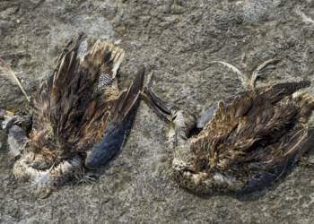 Rajasthan, Sambhar Lake, Migratory Birds, Ashok Gehlot