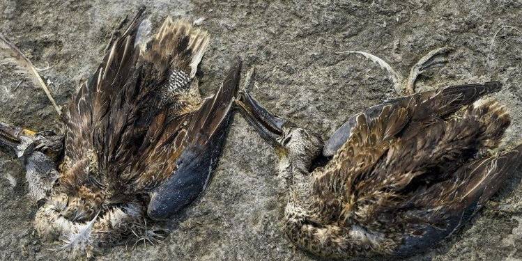 Rajasthan, Sambhar Lake, Migratory Birds, Ashok Gehlot