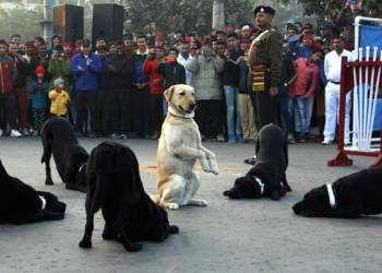 dogs, service dogs, army, paramilitary