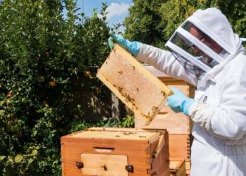 Modi govt begins “Sweet revolution”: Airlines to start serving honey in flights, boost for bee-keeping in India