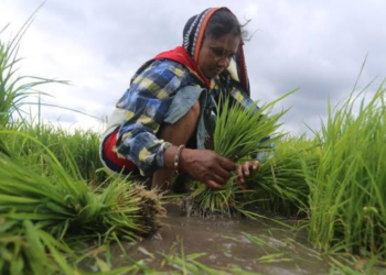 agriculture, budget 2020