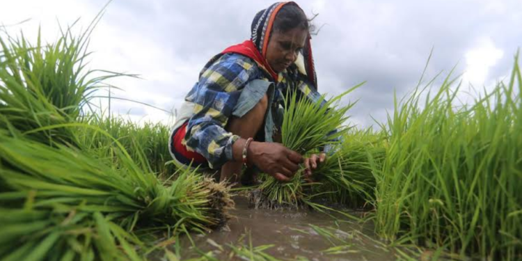 agriculture, budget 2020