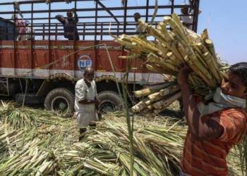 Sugarcane farmers, Sugar