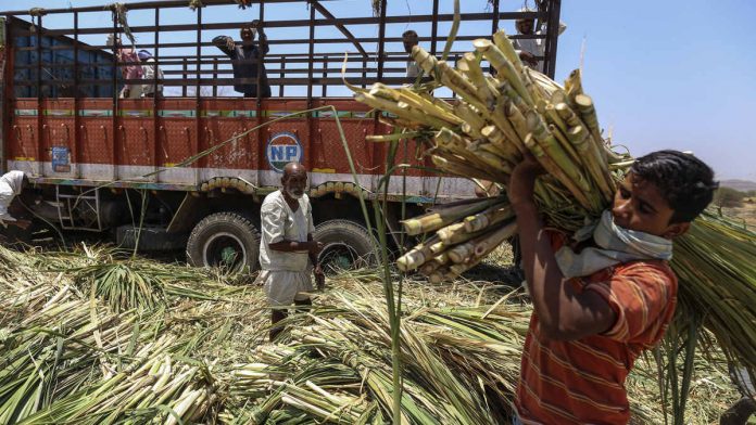 Sugarcane farmers, Sugar