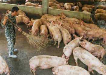 industrial animal farming