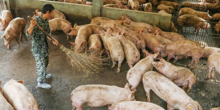 industrial animal farming