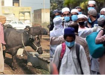 punjab dairy farmers tablighi jamaat