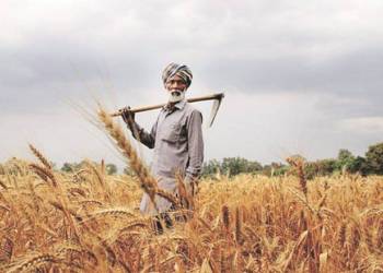 Farmers, wheat, agriculture, economy, India,