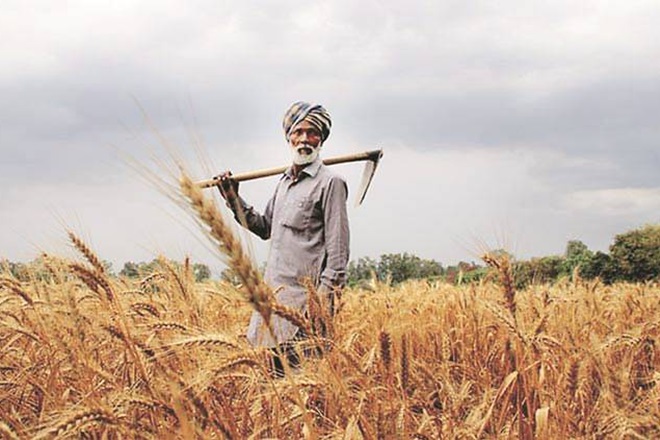 Farmers, wheat, agriculture, economy, India,