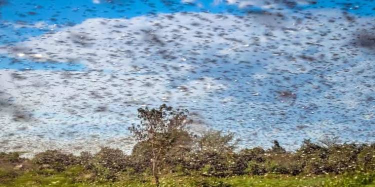 locust invasion, locusts, india, pakistan, iran, agriculture, crops, locusts