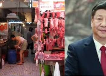 china wet markets wildlife farming