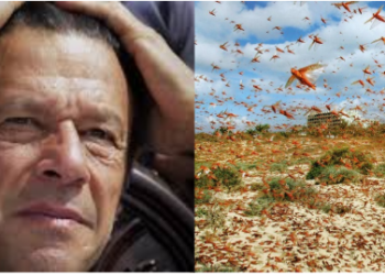 pakistan locusts