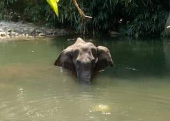 elephant kerala