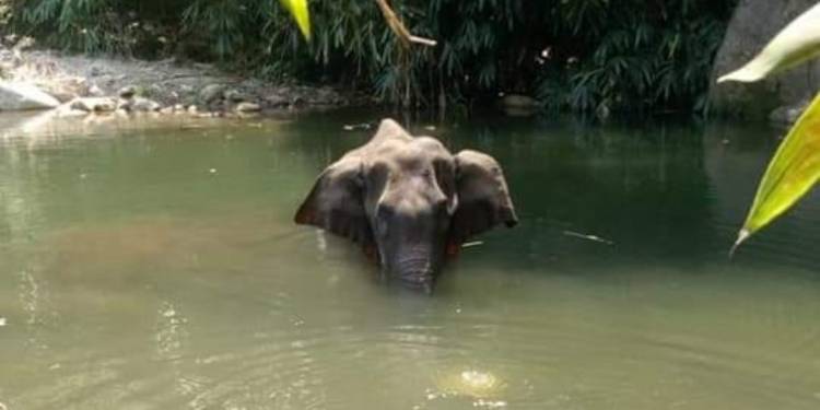 elephant kerala